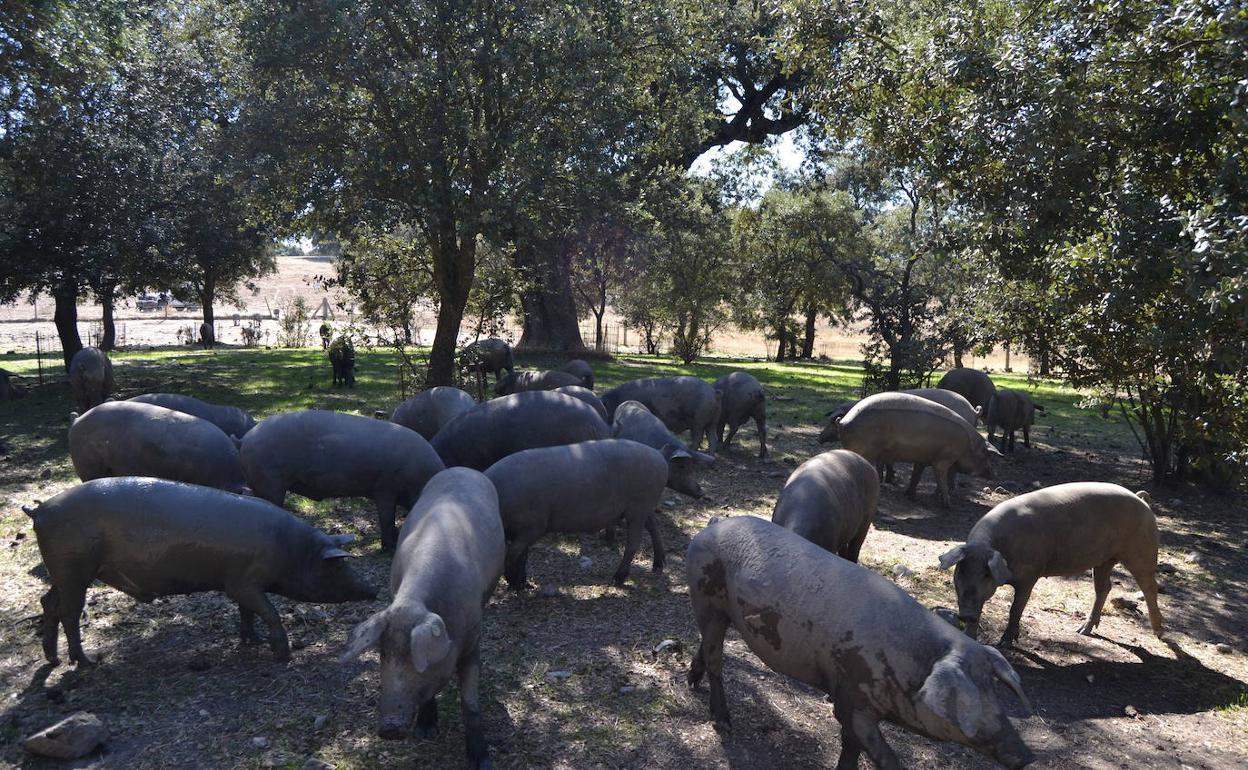 Montanera en una dehesa salmantina. 