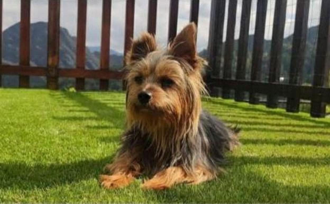 Aparece la furgoneta robada en Oviedo sin el perro que llevaba en su interior