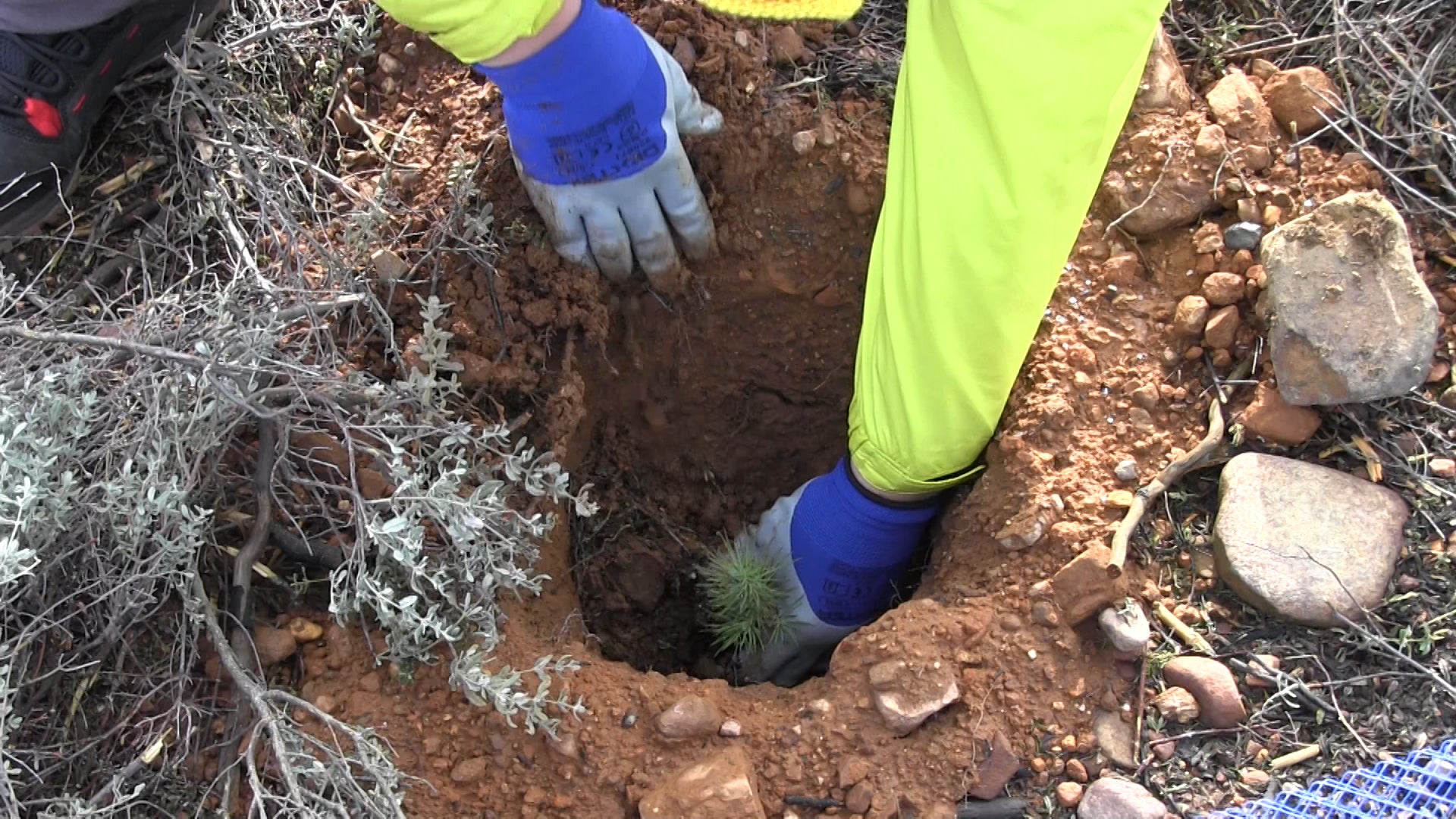 Decenas de personas participan en la plantación de árboles en el área arrasada por el incendio de Castrocontrigo.