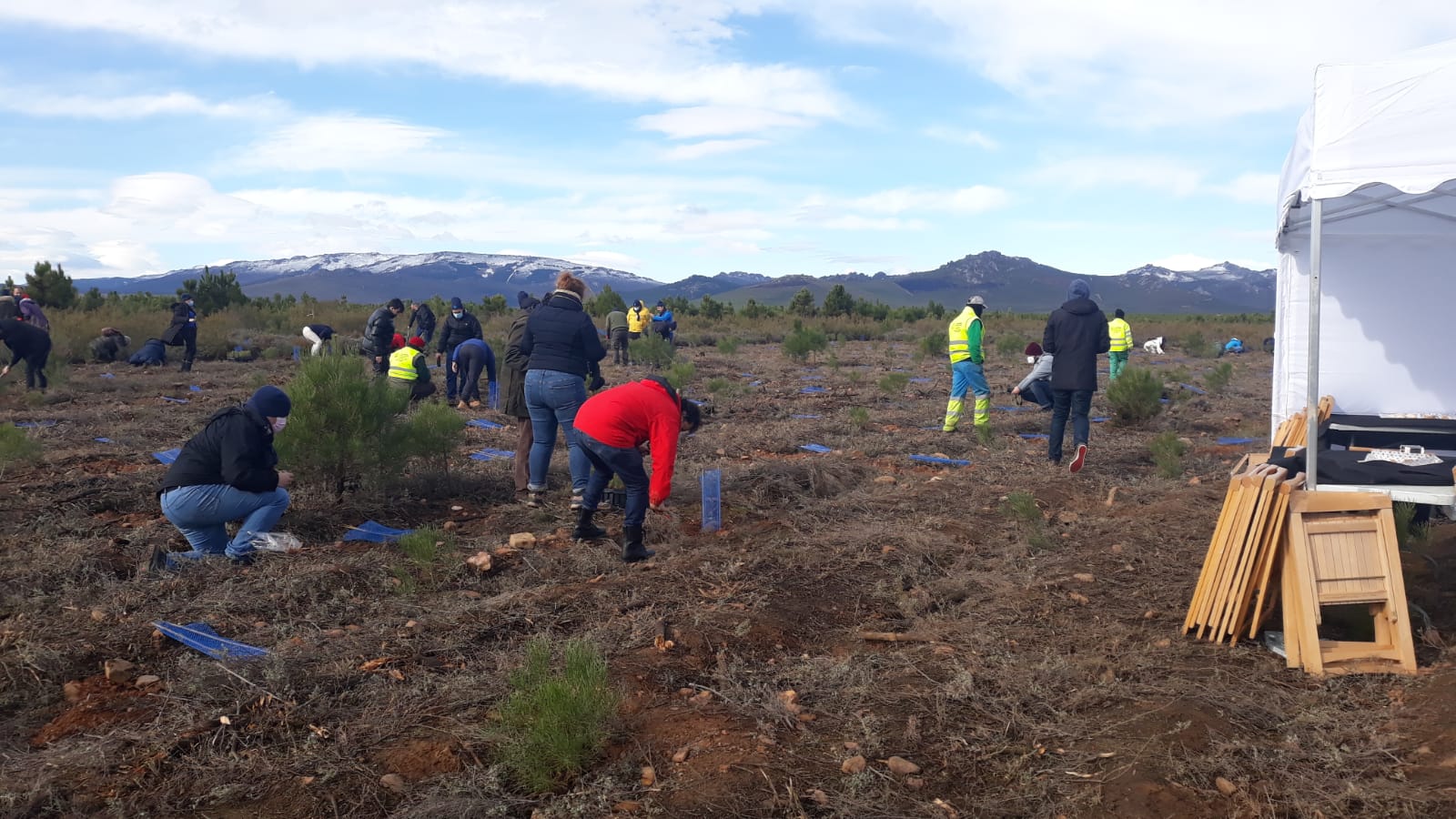 Decenas de personas participan en la plantación de árboles en el área arrasada por el incendio de Castrocontrigo.