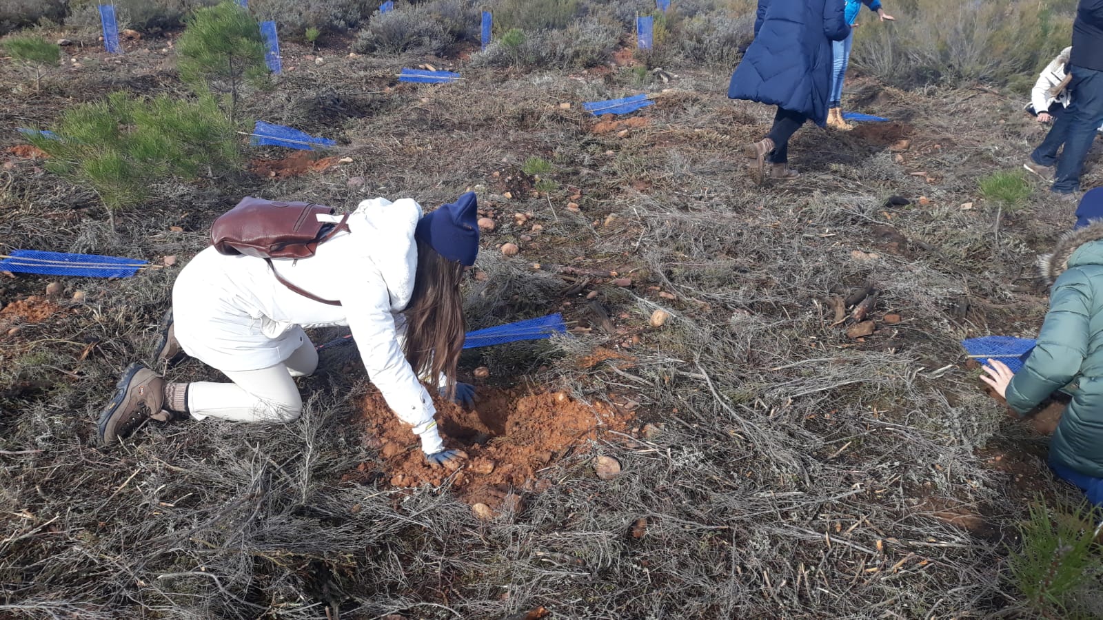 Decenas de personas participan en la plantación de árboles en el área arrasada por el incendio de Castrocontrigo.