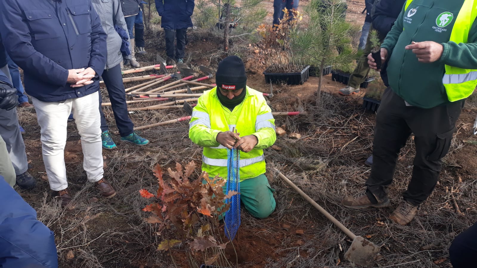 Decenas de personas participan en la plantación de árboles en el área arrasada por el incendio de Castrocontrigo.