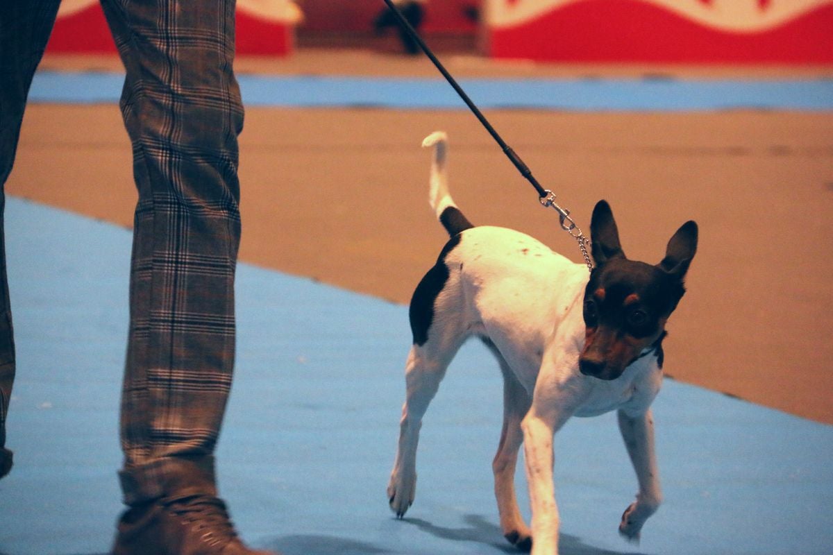 El Palacio de Congresos y Exposiciones ha acogido la XXIII Exposición Internacional Canina durante todo el fin de semana.