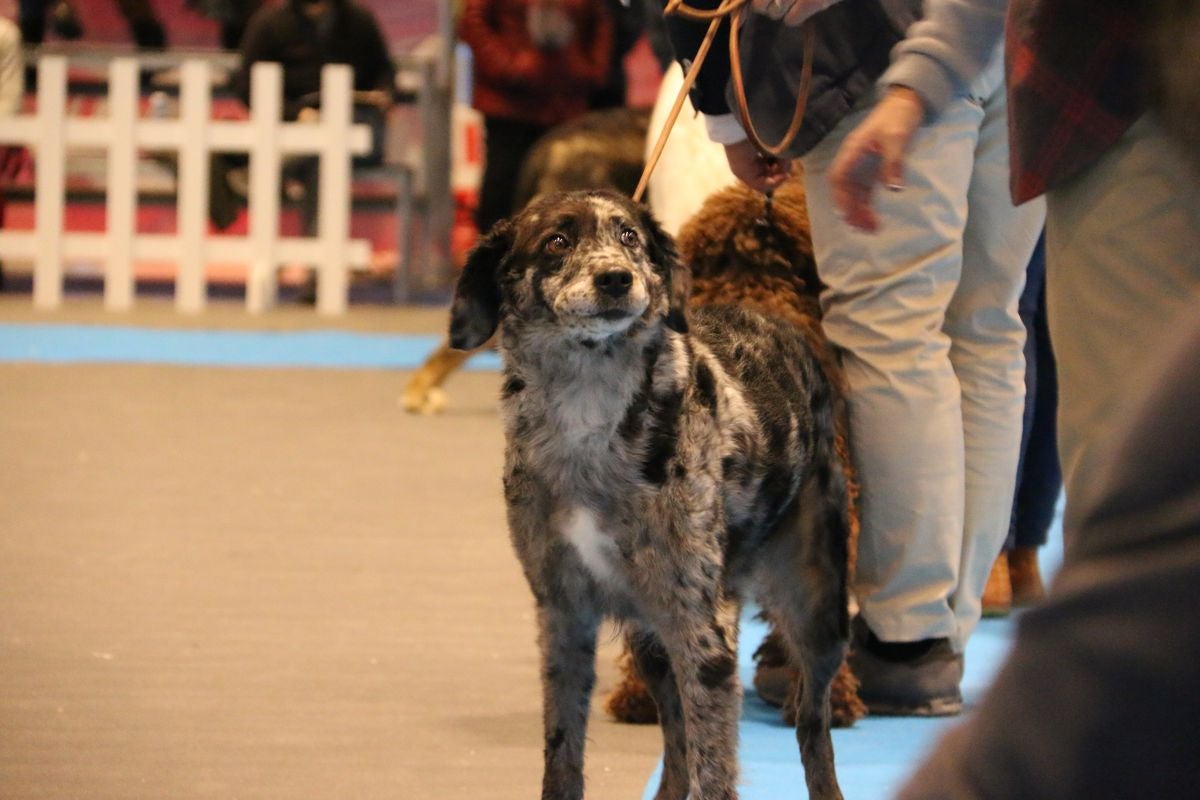 El Palacio de Congresos y Exposiciones ha acogido la XXIII Exposición Internacional Canina durante todo el fin de semana.