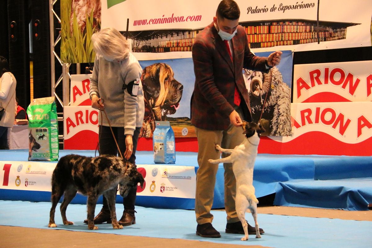 El Palacio de Congresos y Exposiciones ha acogido la XXIII Exposición Internacional Canina durante todo el fin de semana.