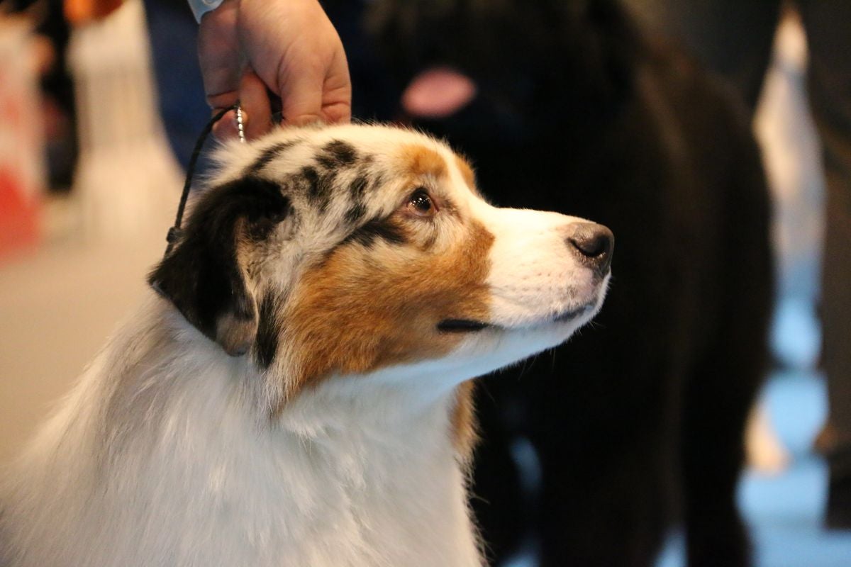 El Palacio de Congresos y Exposiciones ha acogido la XXIII Exposición Internacional Canina durante todo el fin de semana.