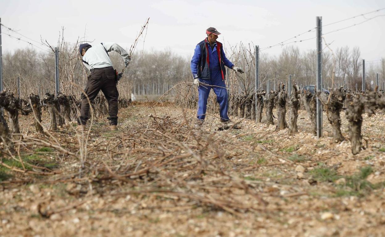 Trabajos en un viñedo. 