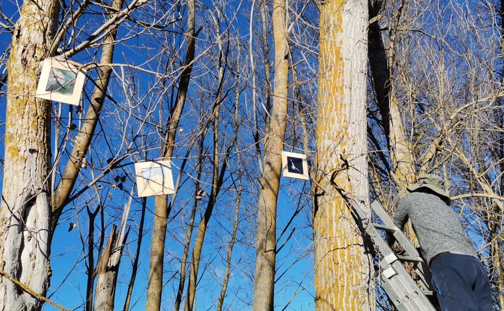 Los árboles de Cimanes del Tejar se visten de arte este puente de diciembre con una exposición al aire libre que cuenta con obras de 76 artistas.