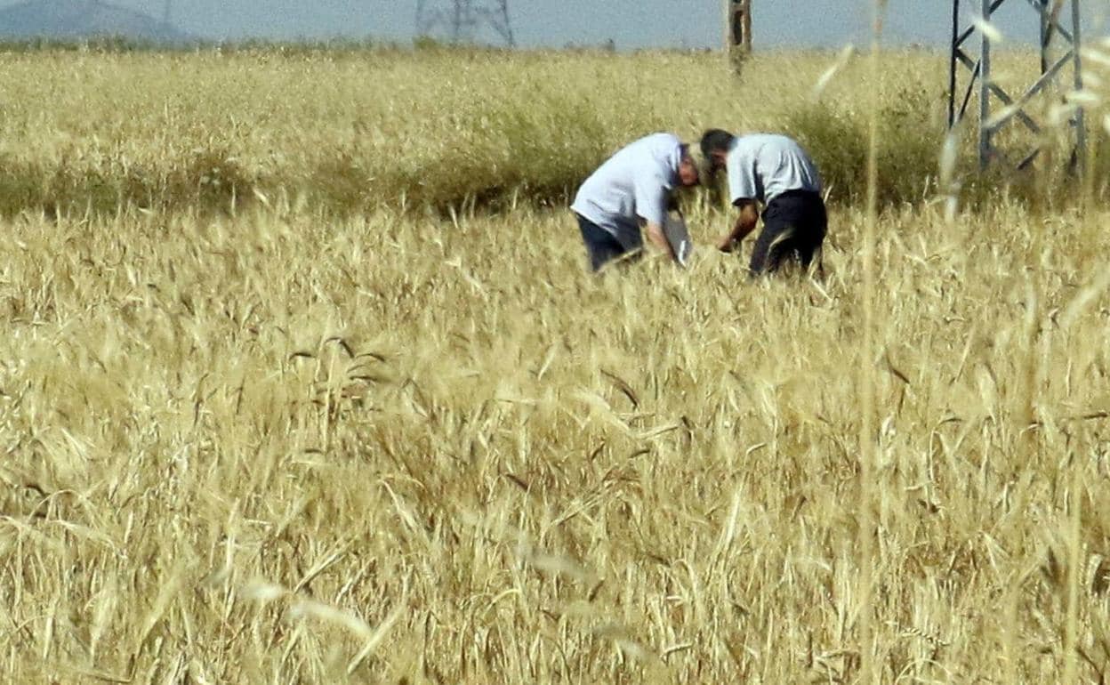 Dos agricultores trabajan en una tierra de cereal antes de la cosecha de verano en Segovia. 