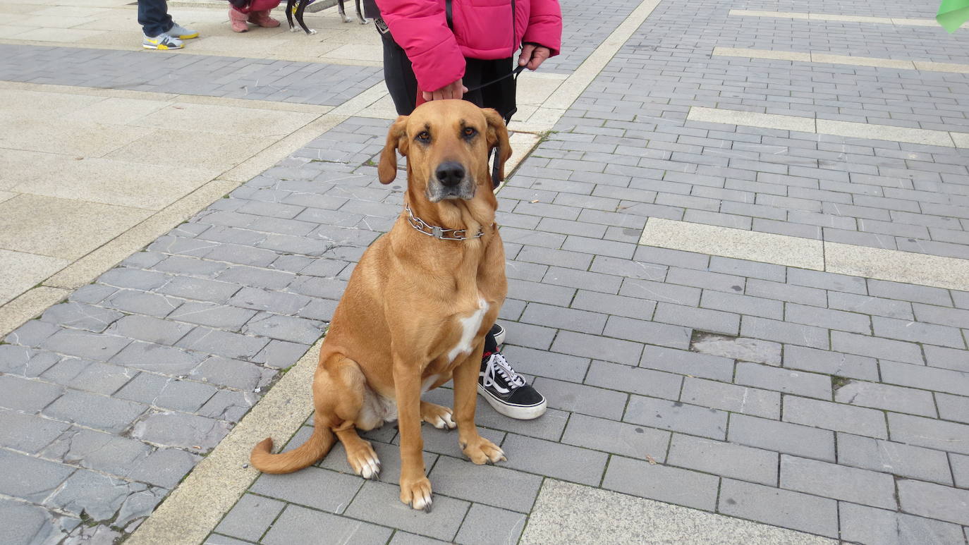 Fotos: Los perros abandonados piden adopción y responsabilidad