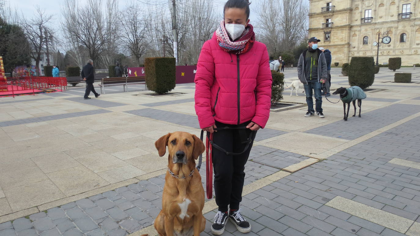 Fotos: Los perros abandonados piden adopción y responsabilidad