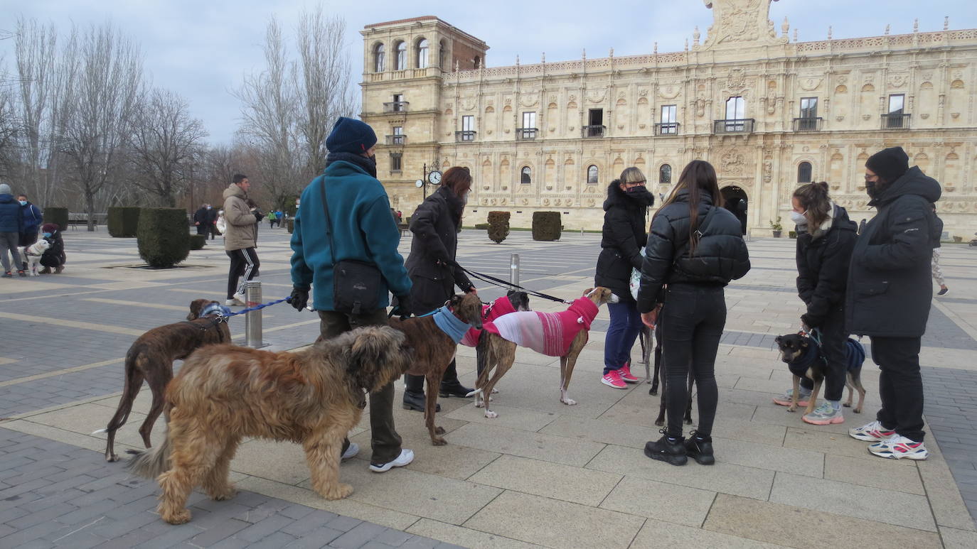 Amplia presencia de galgos abandonados en la marcha organizada por Pacma. 