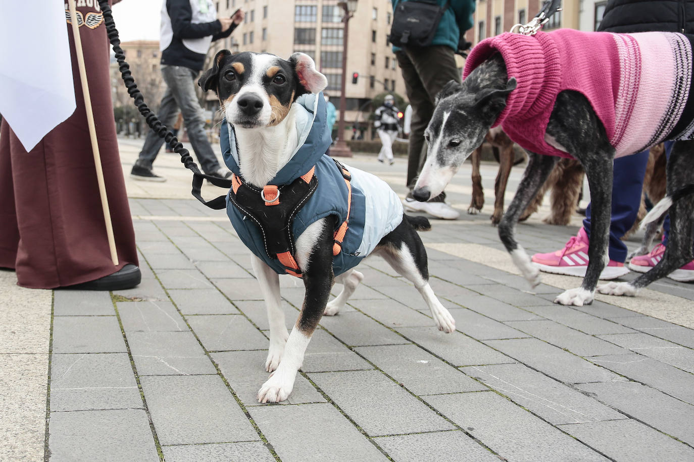 Fotos: Los perros abandonados piden adopción y responsabilidad