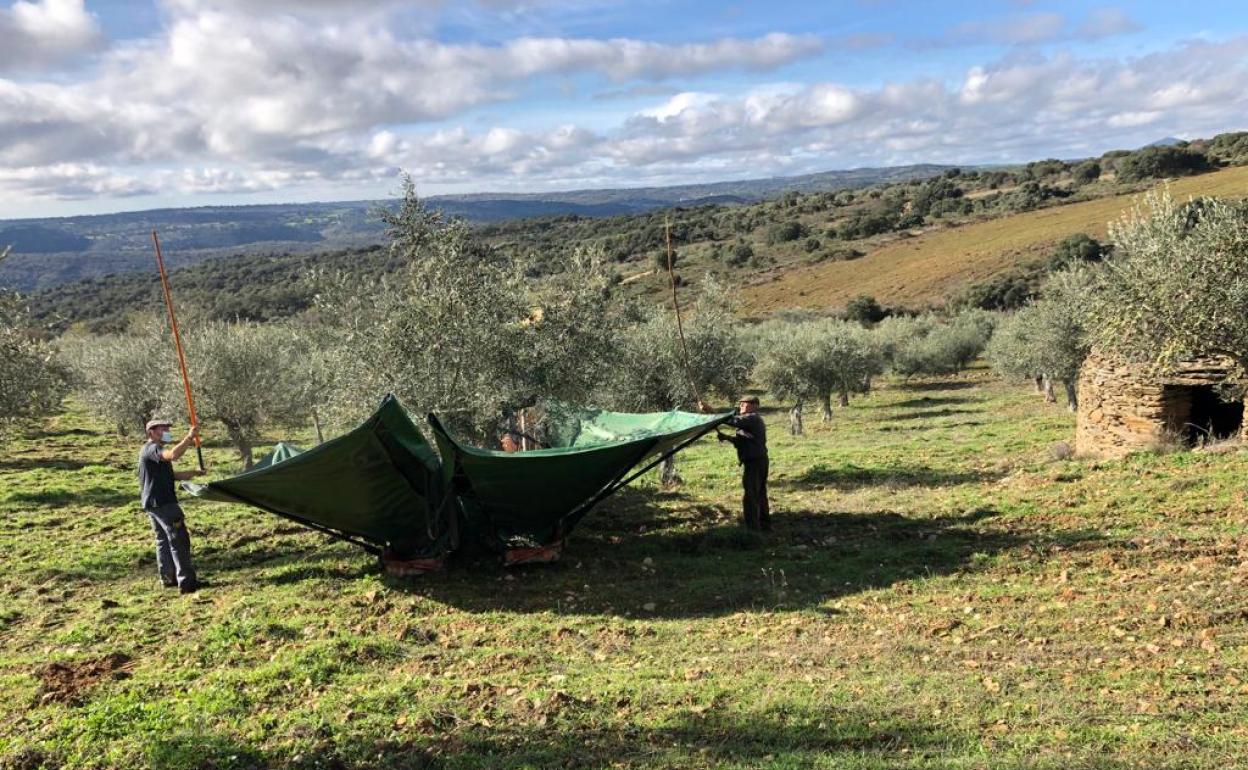 Olivar en ecológico en la provincia de Salamanca. 