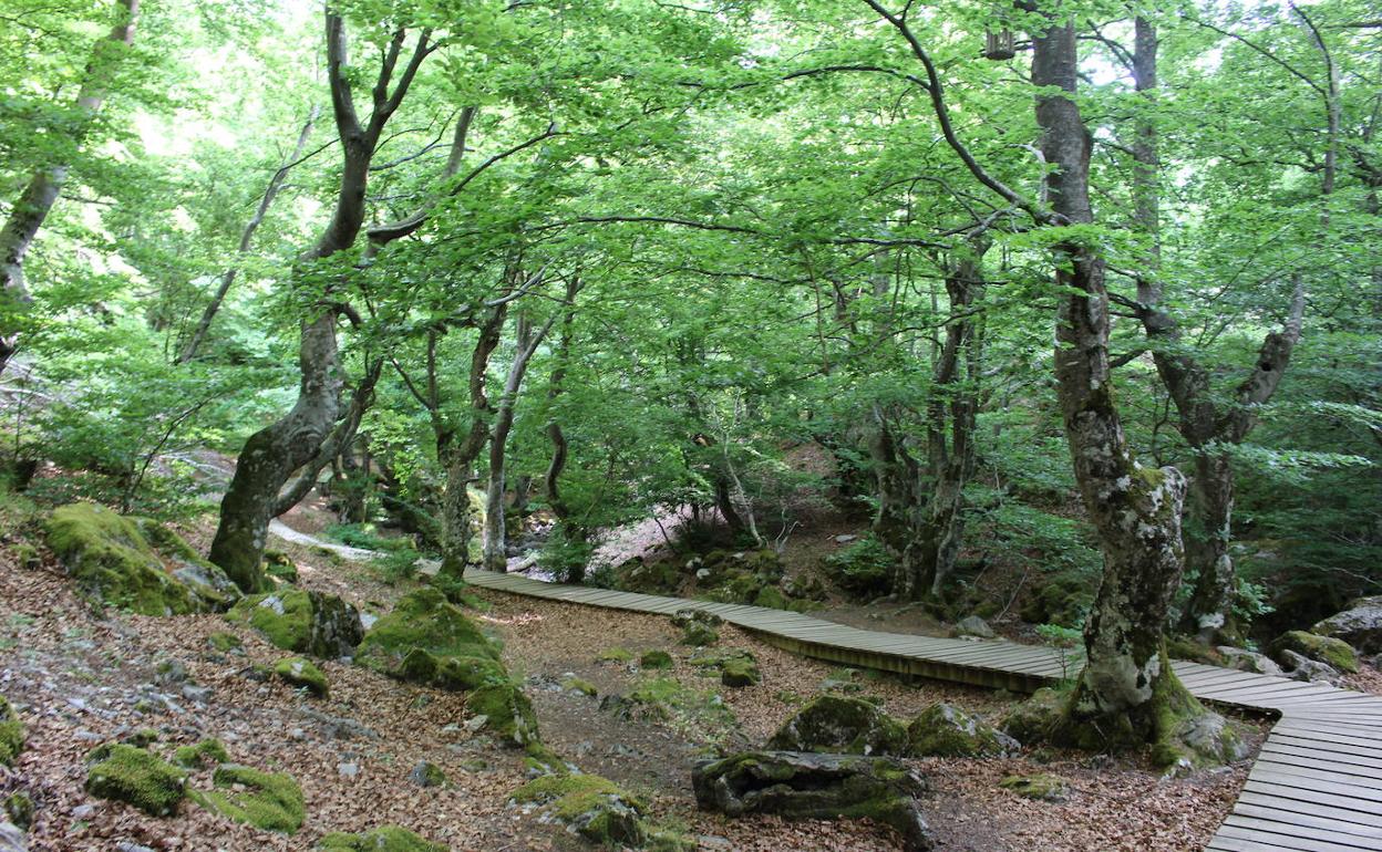 El faedo de Ciñera, una de las 'joyas' de la Reserva de la Biosfera del Alto Bernesga.