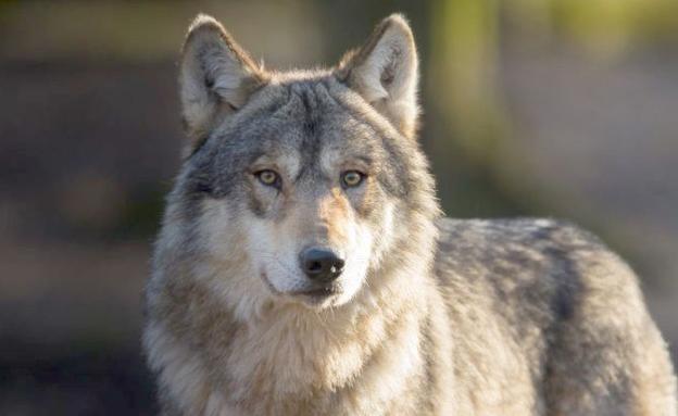 Asaja denuncia la vulnerabilidad del ganadero frente a ataques del lobo que no indemnizan las administraciones