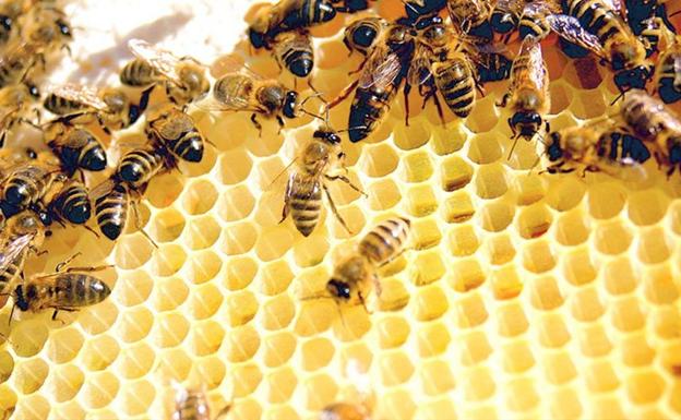 La cría de las abejas reina: la importancia de la selección natural en la apicultura