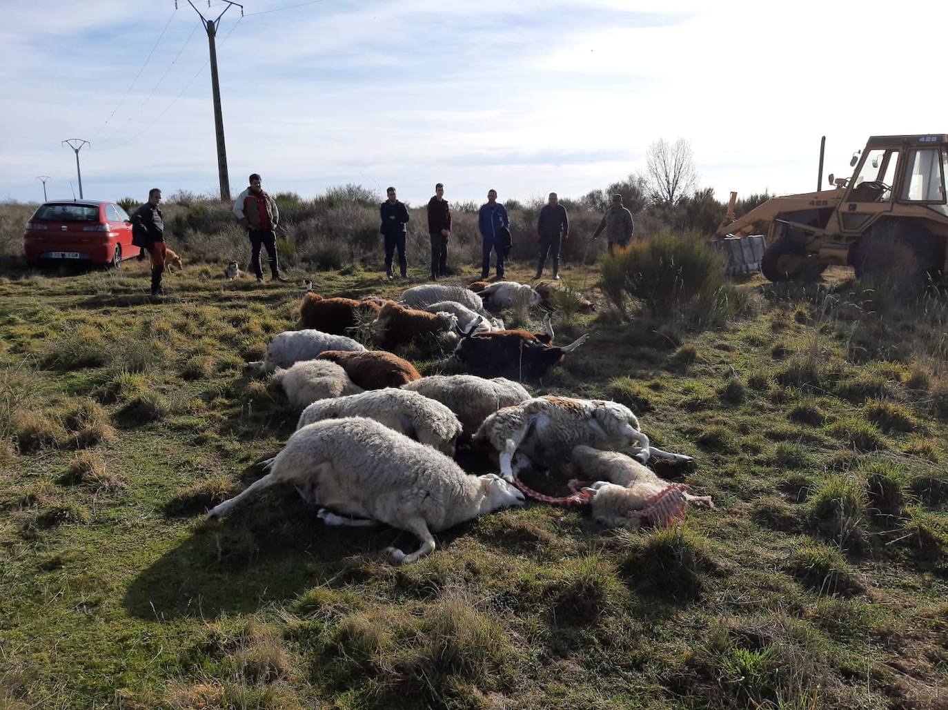 El primer ataque del lobo en la provincia leonesa este 2022 acaba con más de una veintena de animales | «Es una escabechina, algo escandaloso», señala el propietario del ganado, que acusa a la Junta de no darles «derecho a nada»