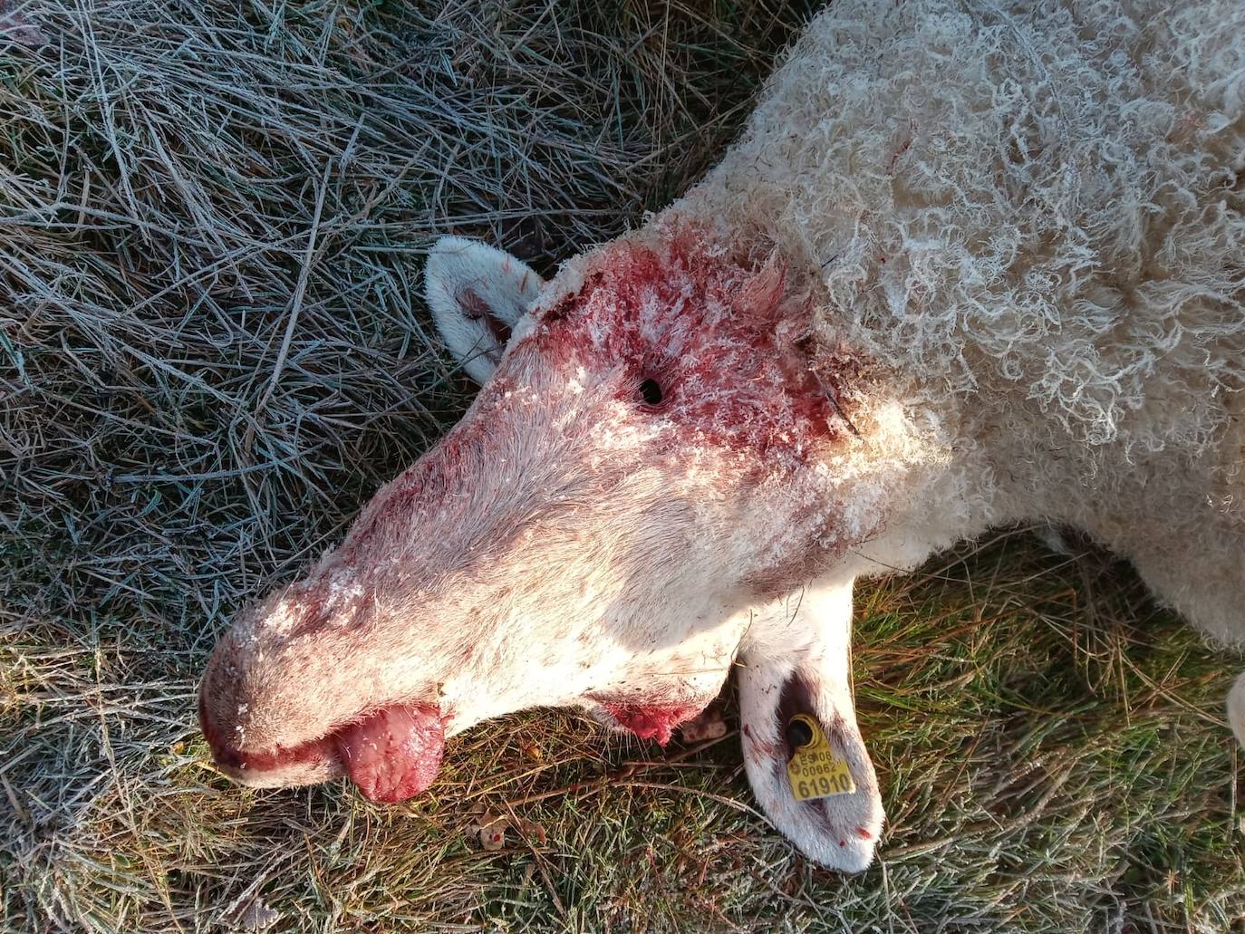 El primer ataque del lobo en la provincia leonesa este 2022 acaba con más de una veintena de animales | «Es una escabechina, algo escandaloso», señala el propietario del ganado, que acusa a la Junta de no darles «derecho a nada»