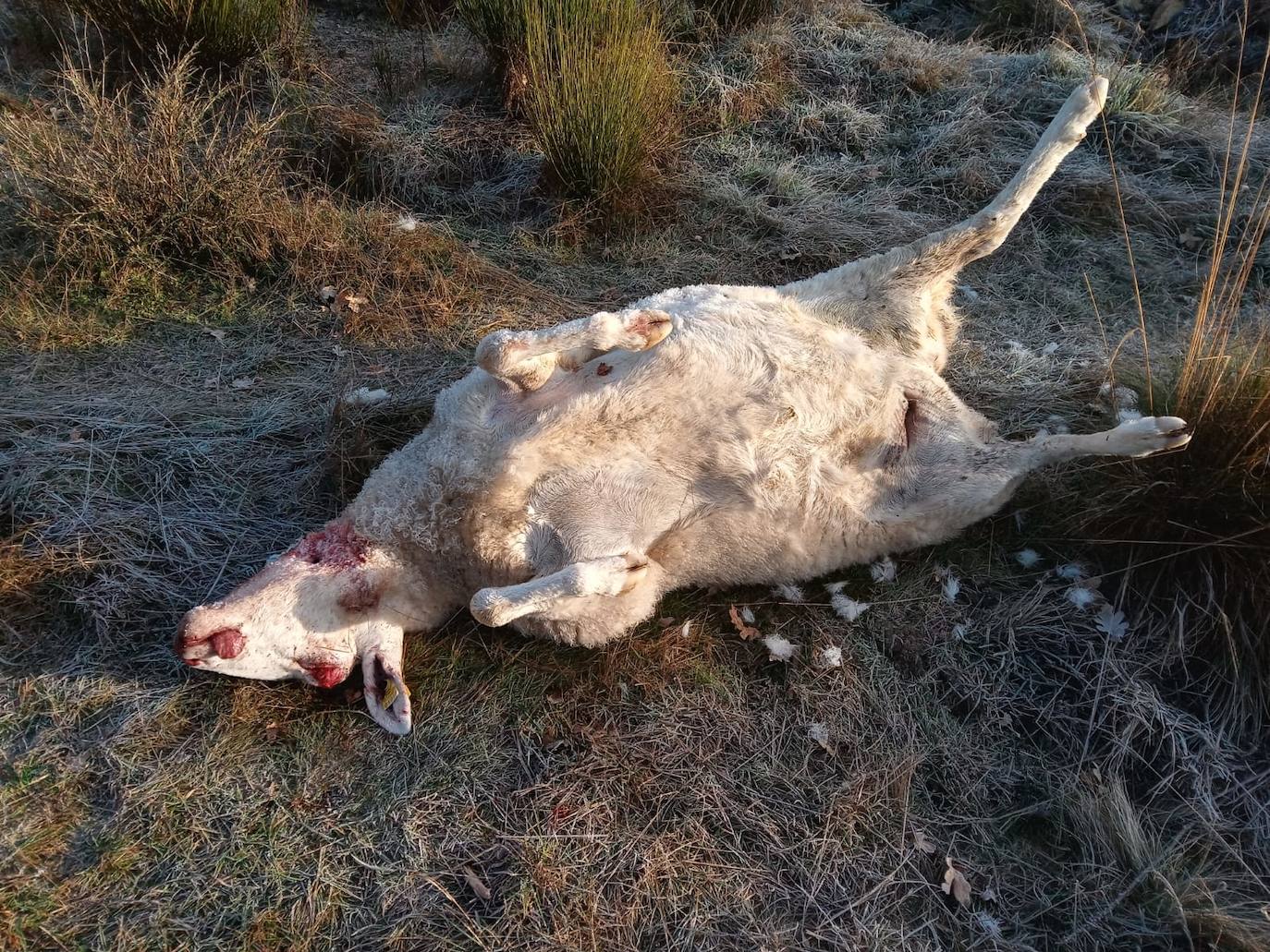 El primer ataque del lobo en la provincia leonesa este 2022 acaba con más de una veintena de animales | «Es una escabechina, algo escandaloso», señala el propietario del ganado, que acusa a la Junta de no darles «derecho a nada»