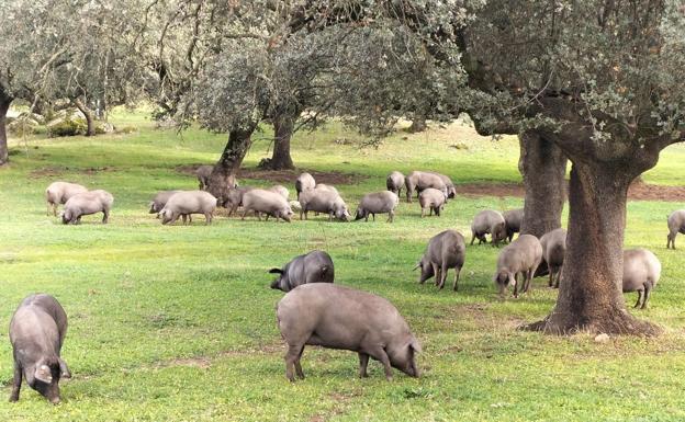 Cerdos ibéricos en la actual montanera, en la provincia de Salamanca. 