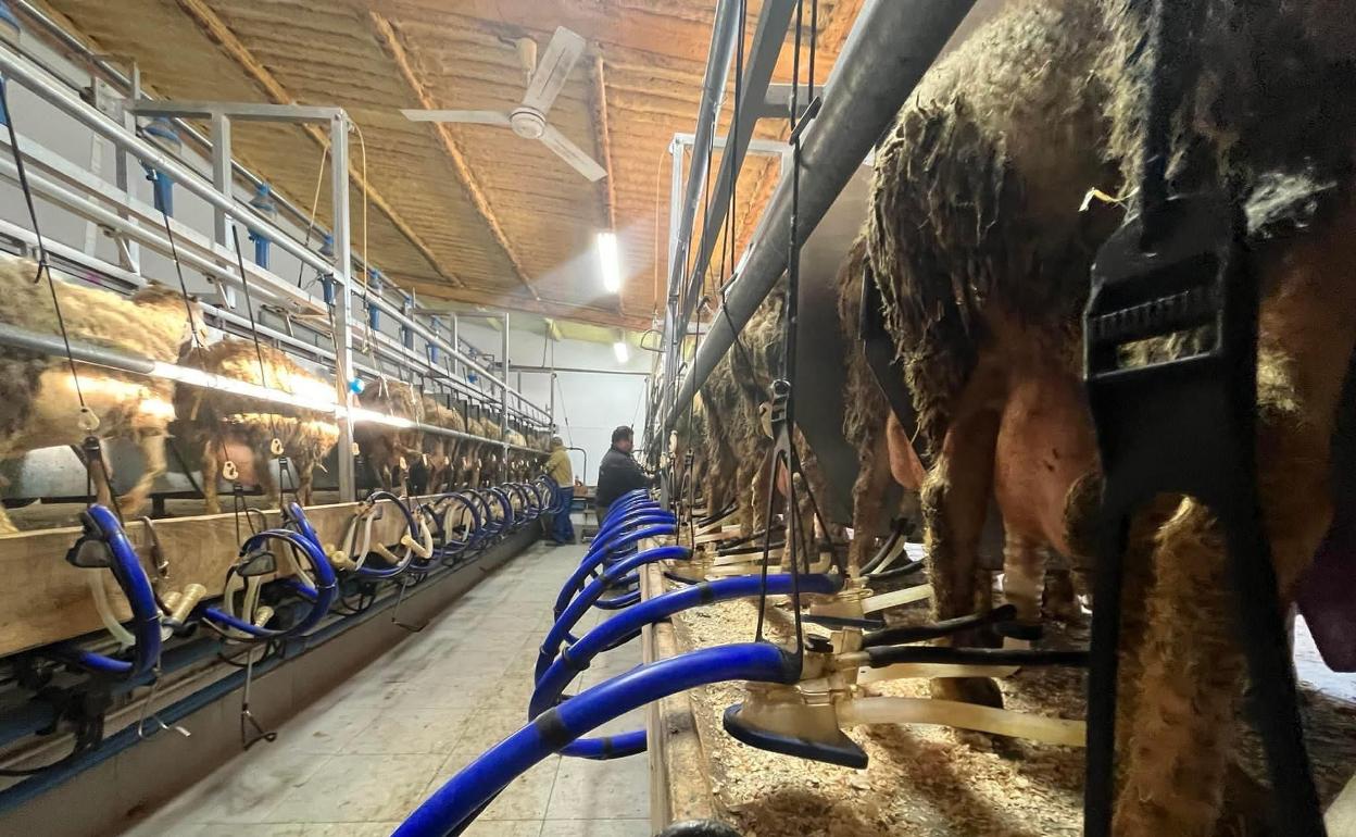 Sala de ordeño en una explotación de ovino de leche de la localidad vallisoletana de Pollos. 