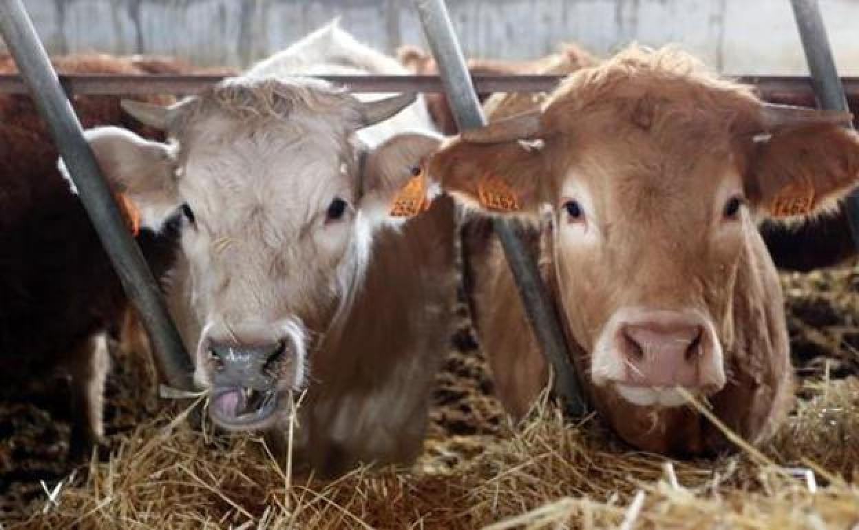 Dos vacas en una explotación ganadera de Castilla y León.