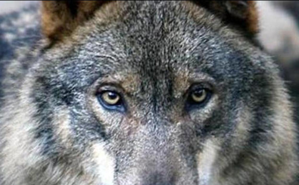 Cantabria, Galicia, Asturias y Castilla y León han mostrado su oposición a la orden de protección de lobo.