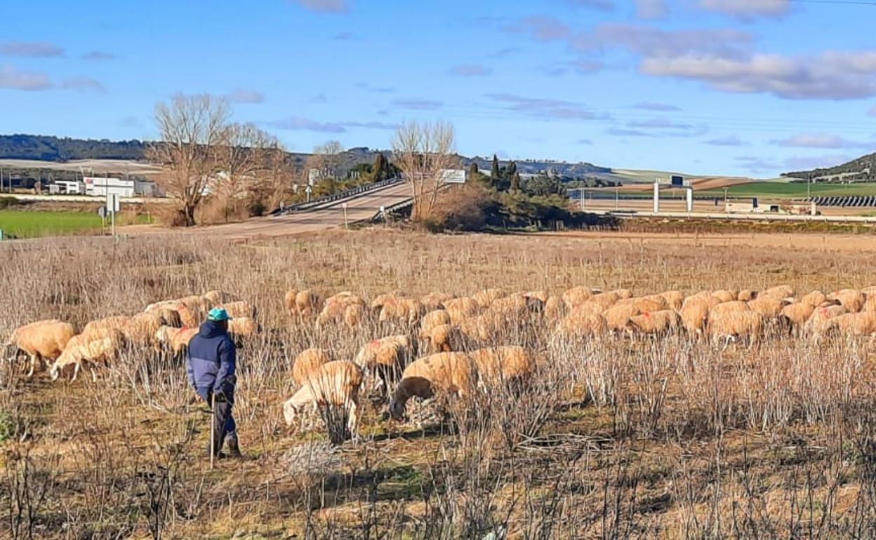 Un pastor con sus ovejas en la provincia de Valladolid. 