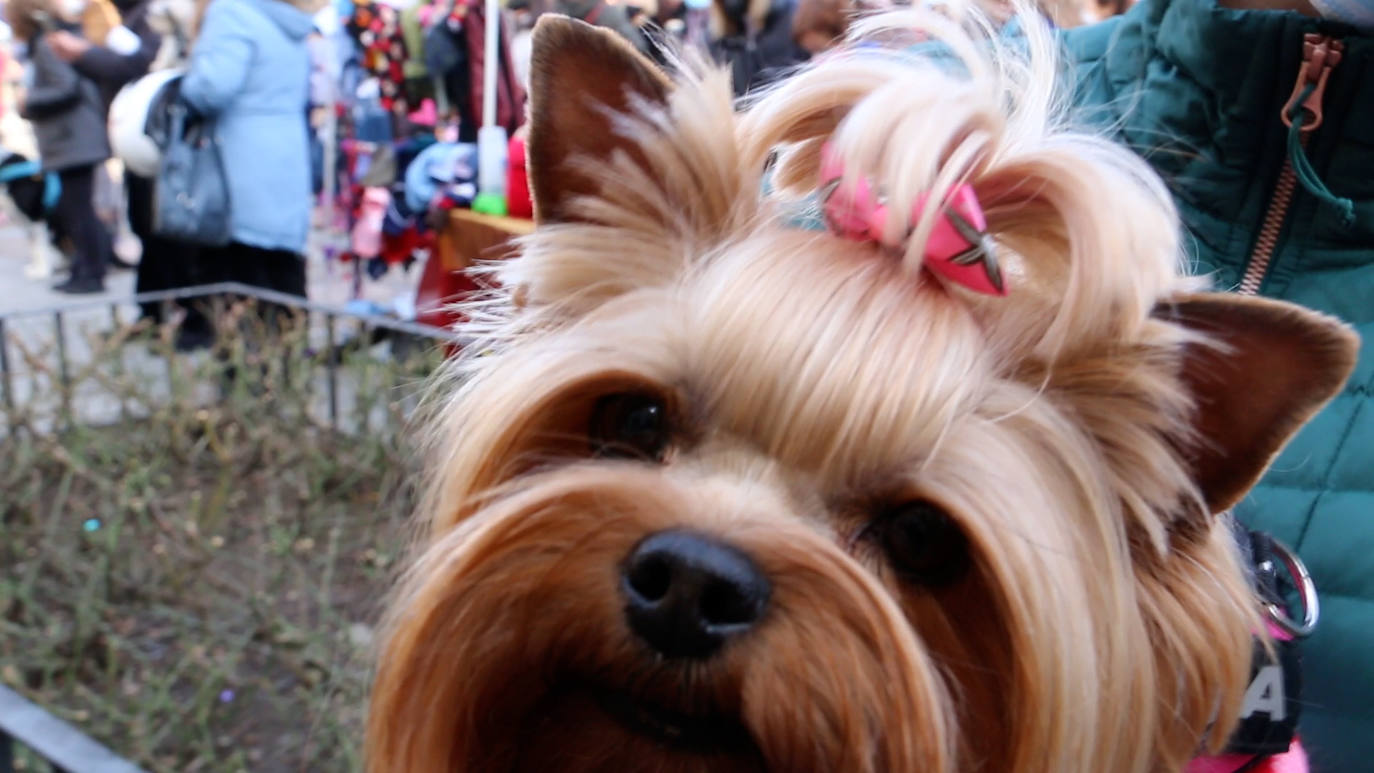 León recupera la tradición más popular de San Antón que el año pasado se canceló por la pandemia | Decenas de animales han recibido en San Marcelo su bendición que en esta ocasión ha sido colectiva desde el Ayuntamiento a pesar del frío y con el abrigo del sol de enero