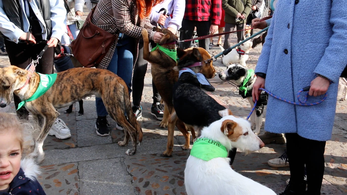 León recupera la tradición más popular de San Antón que el año pasado se canceló por la pandemia | Decenas de animales han recibido en San Marcelo su bendición que en esta ocasión ha sido colectiva desde el Ayuntamiento a pesar del frío y con el abrigo del sol de enero