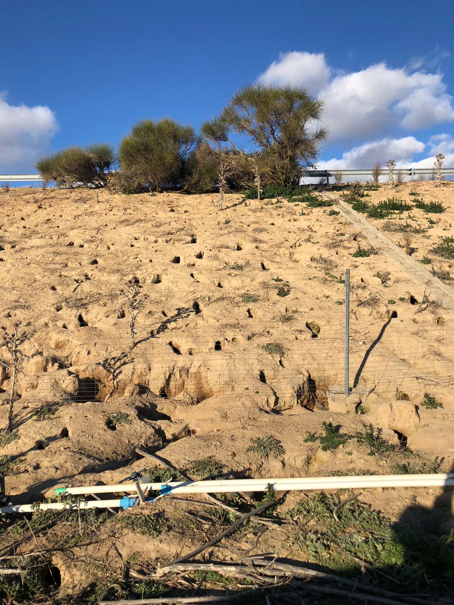 Madrigueras de los conejos junto al talud de la A-11. 