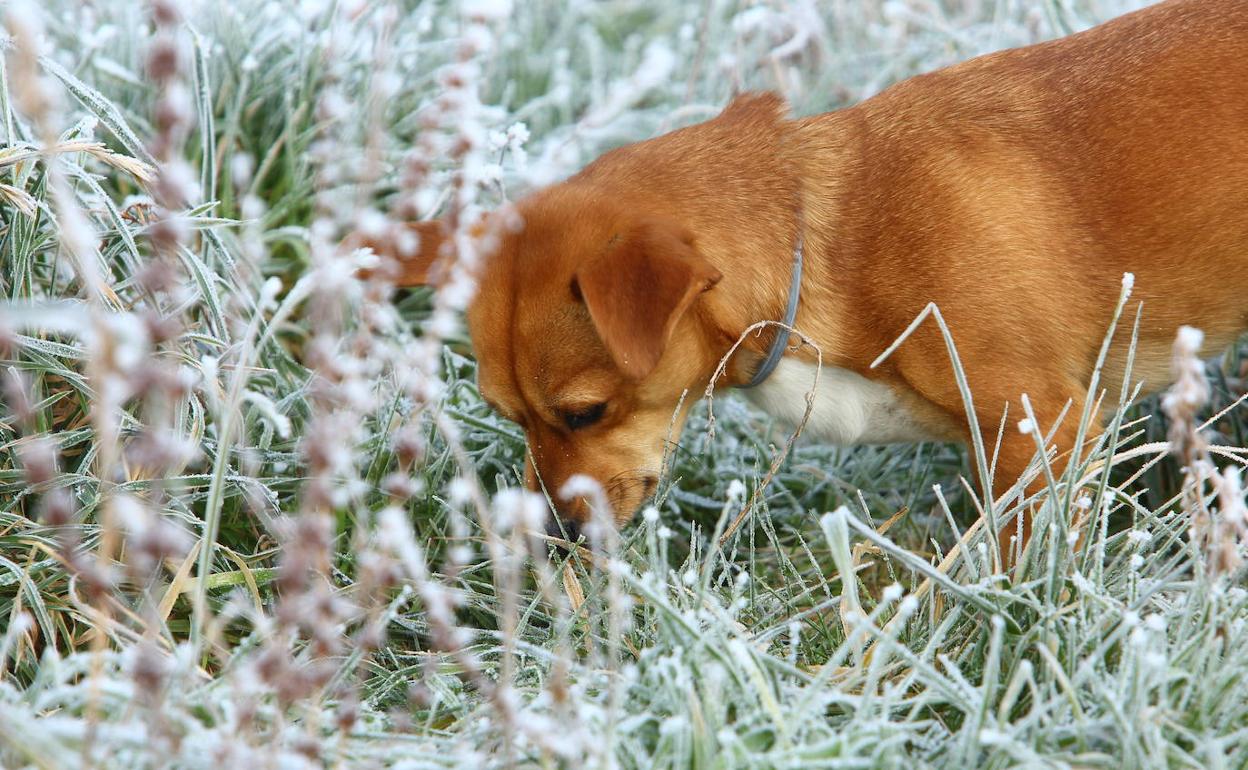 Imagen de archivo de un perro en medio de un campo con una intensa helada en El Bierzo. 