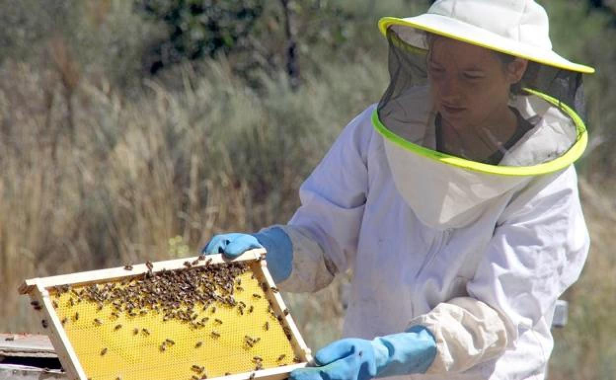 Carrizo organiza un curso de apicultura ecológica