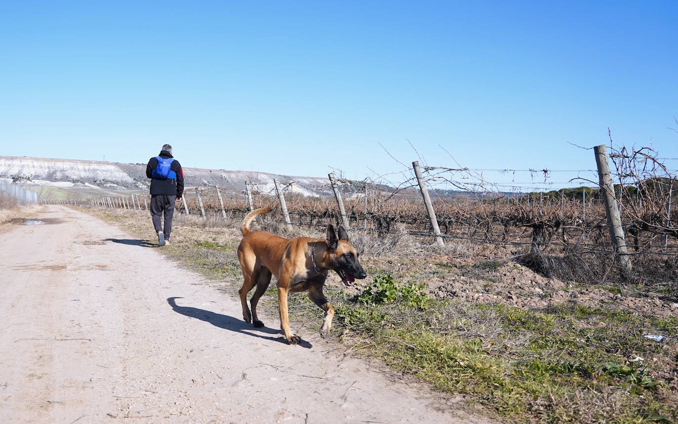 De Posada de Valdeón a Traspinedo: David y Luna, su pastor belga, se unen a la búsqueda. El leonés David González y su perra Luna colaboran voluntariamente en las labores de búsqueda de Esther López gracias al potente adiestramiento del can. 