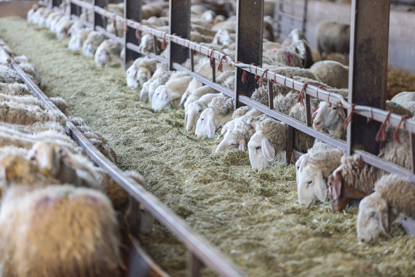 El presidente del Partido Popular, Pablo Casado, visita una quesería en Matadeón de los Oteros y recorre las calles de la localidad.
