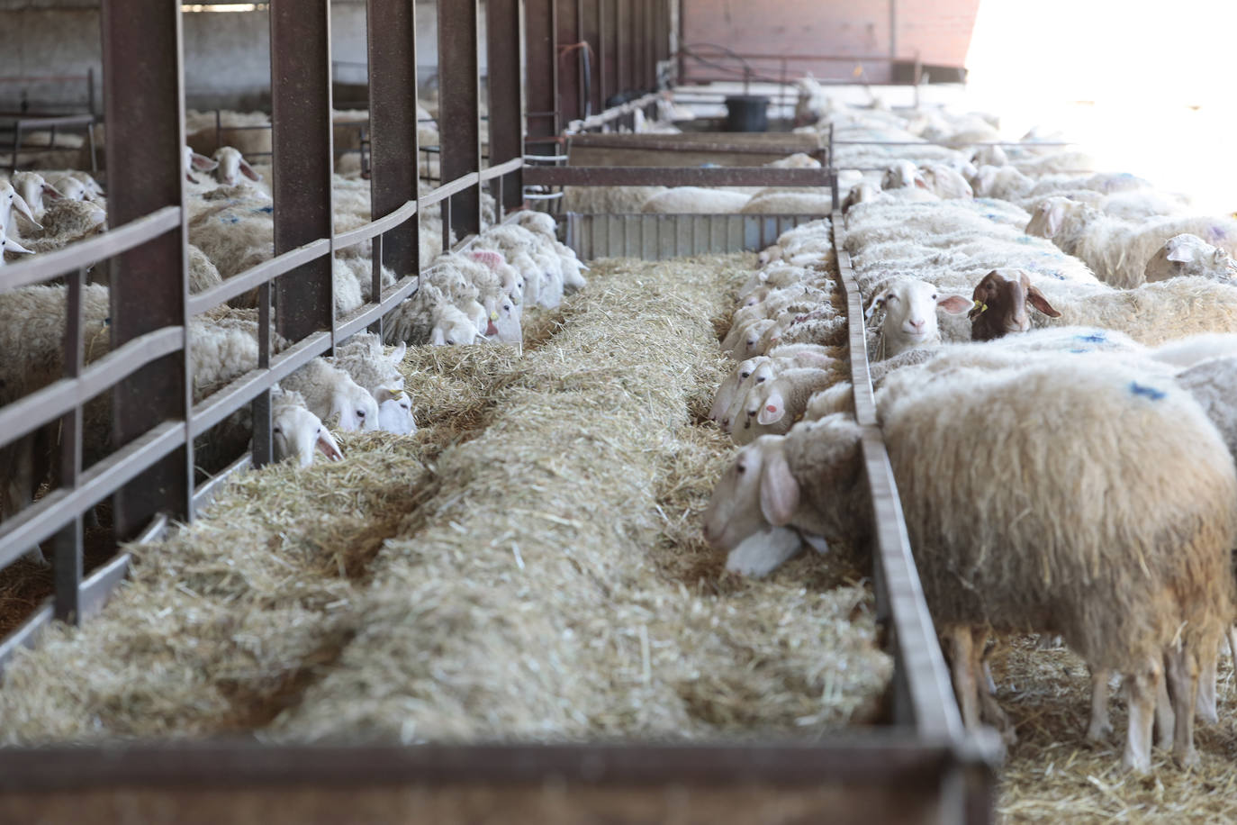 El presidente del Partido Popular, Pablo Casado, visita una quesería en Matadeón de los Oteros y recorre las calles de la localidad.