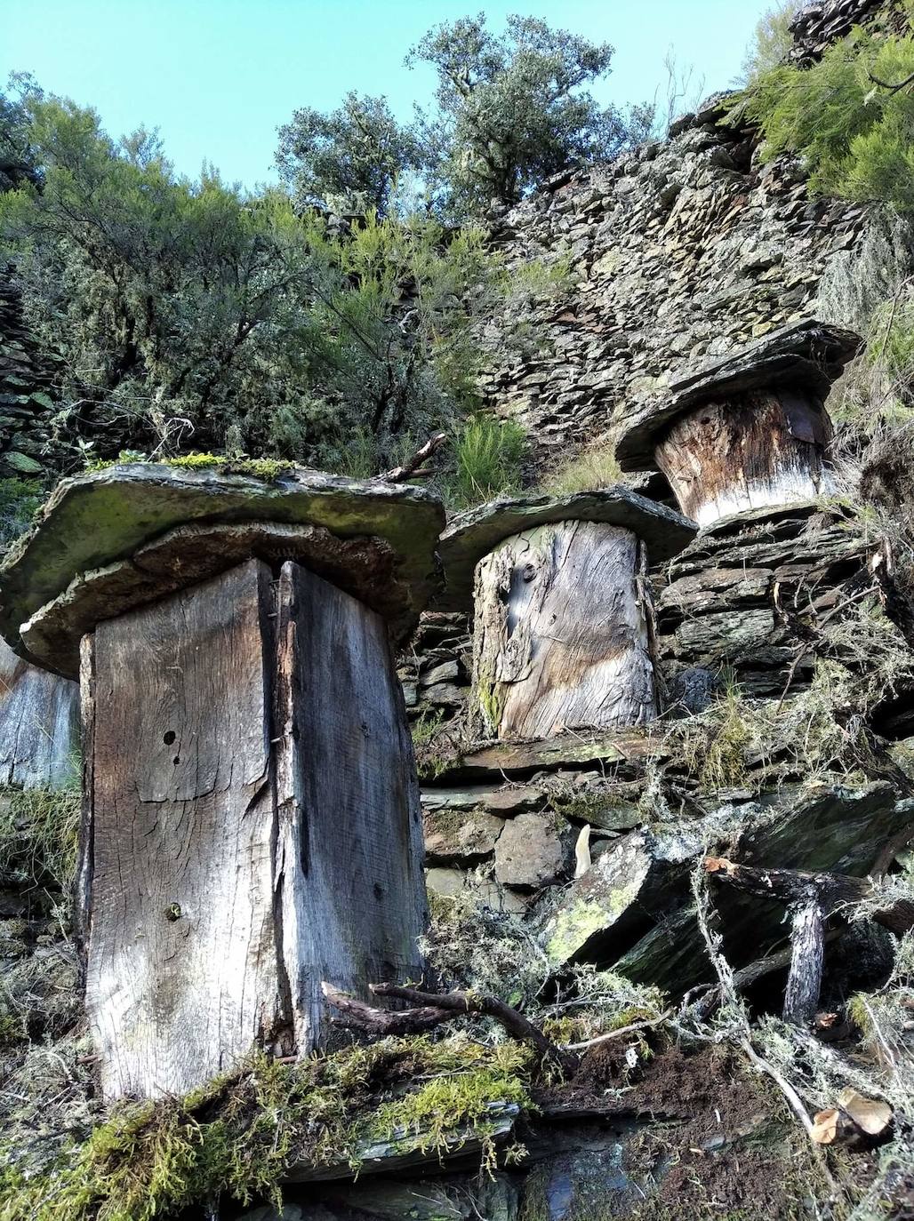 Conjunto de 17 cortines para proteger las colmenas de los ataques de osos hallados en la localidad berciana de Fonfría.