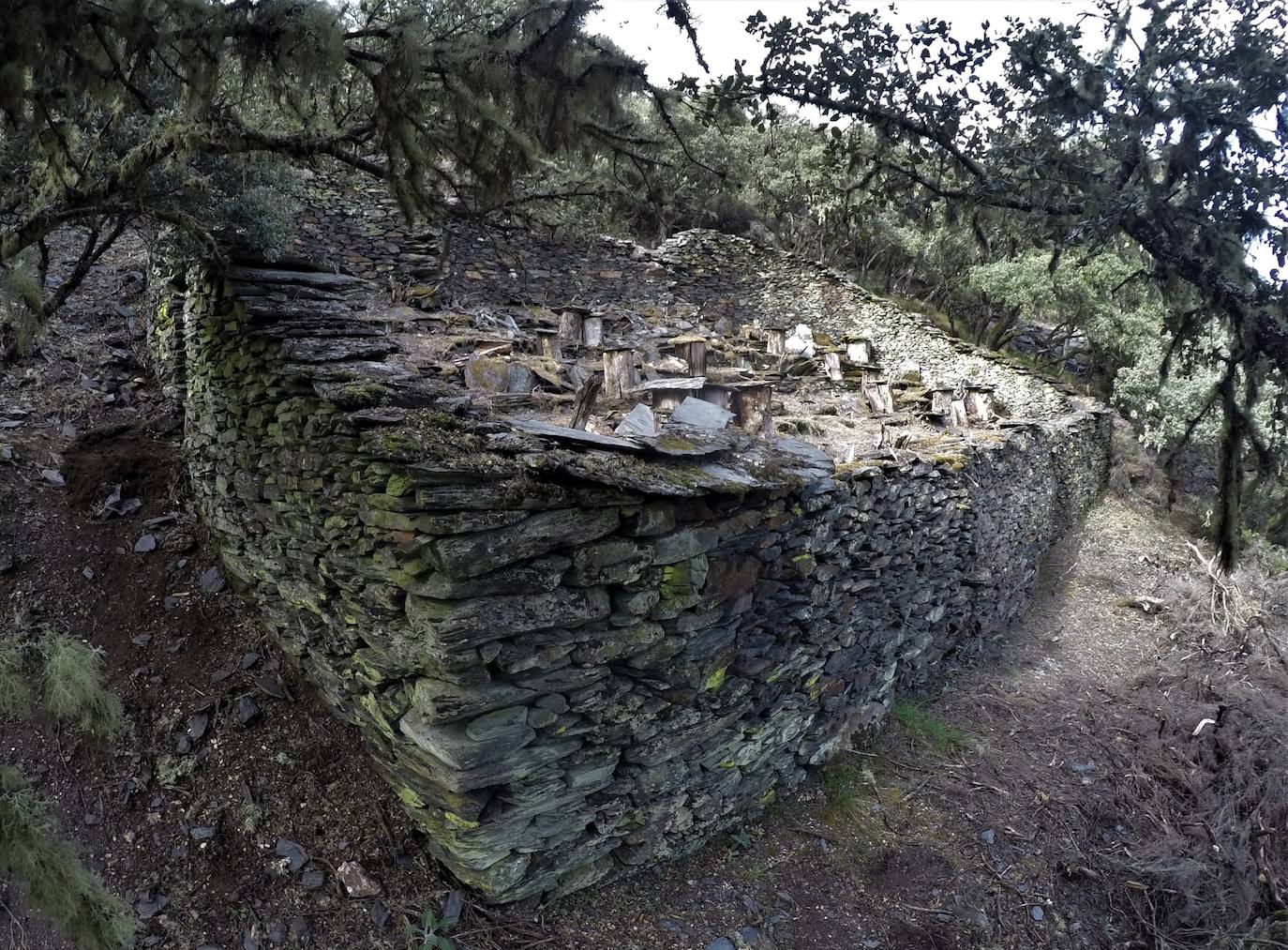 Conjunto de 17 cortines para proteger las colmenas de los ataques de osos hallados en la localidad berciana de Fonfría.