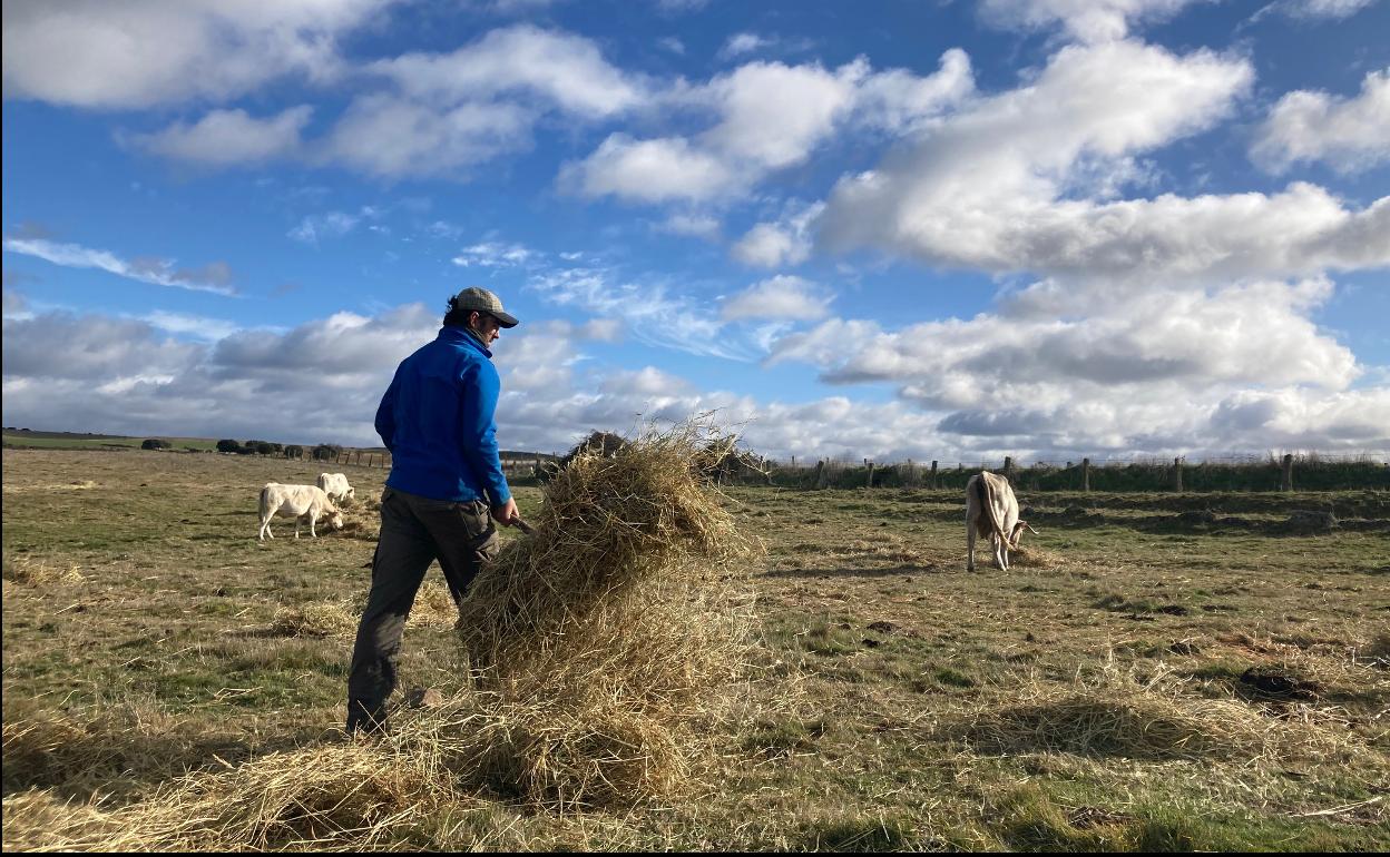 Un ganadero reparte el alimento entre sus vacas. 