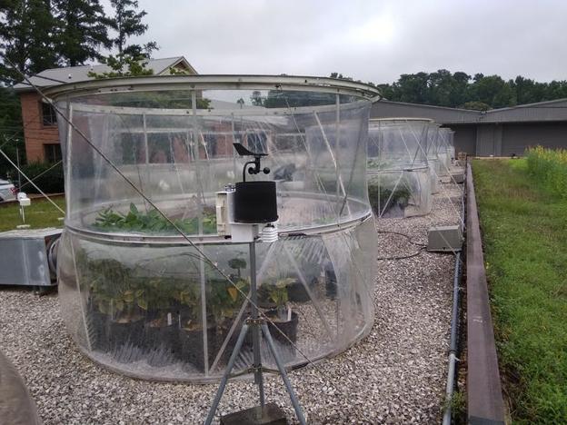 Instalaciones para estudiar el efecto del CO₂ en plantas leguminosas imitando condiciones reales. Departamento de Agricultura de Estados Unidos (Alabama, EE. UU.).