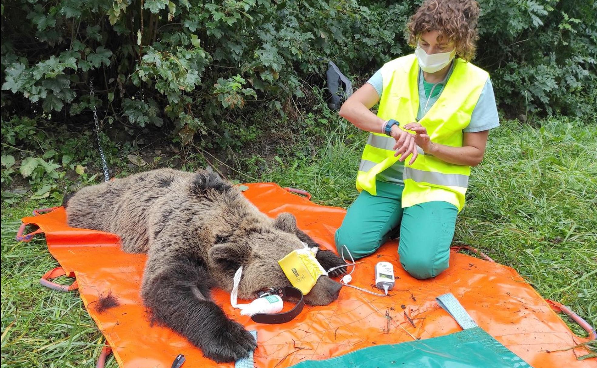 El programa de radiomarcaje de osos en la Cordillera Cantábrica arrancaba en septiembre de 2021 con al primera captura de un ejemplar en el Alto Sil.