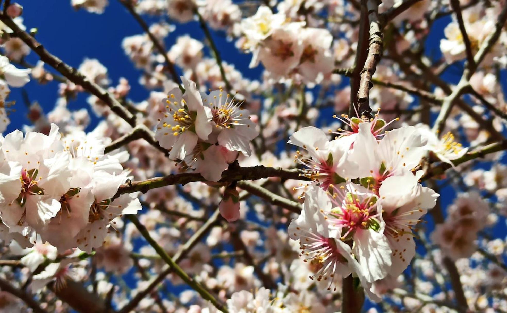 Adelanto de la primavera en el Bierzo. 