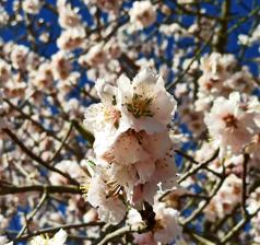 Fotos: Adelanto de la primavera en el Bierzo