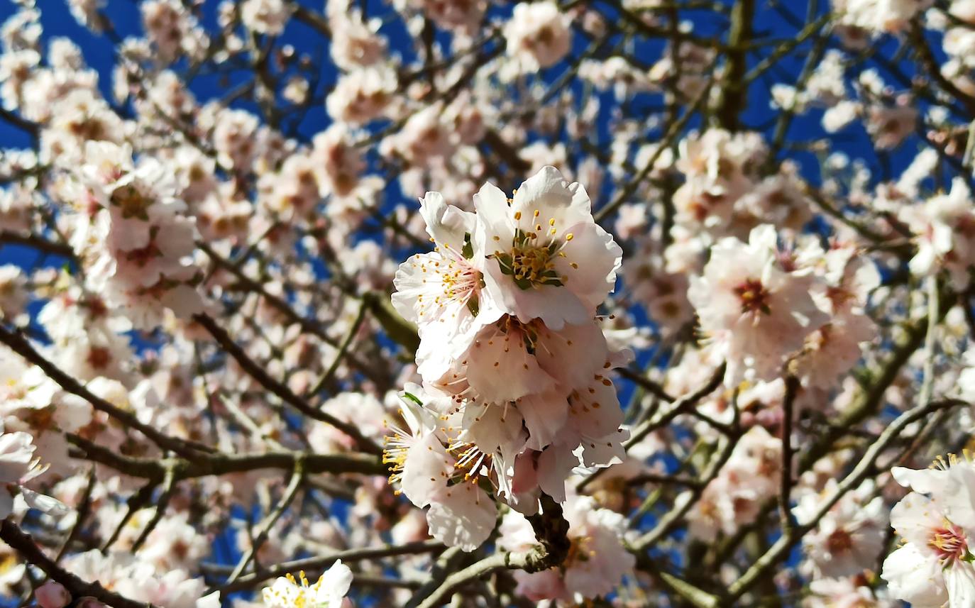 Fotos: Adelanto de la primavera en el Bierzo