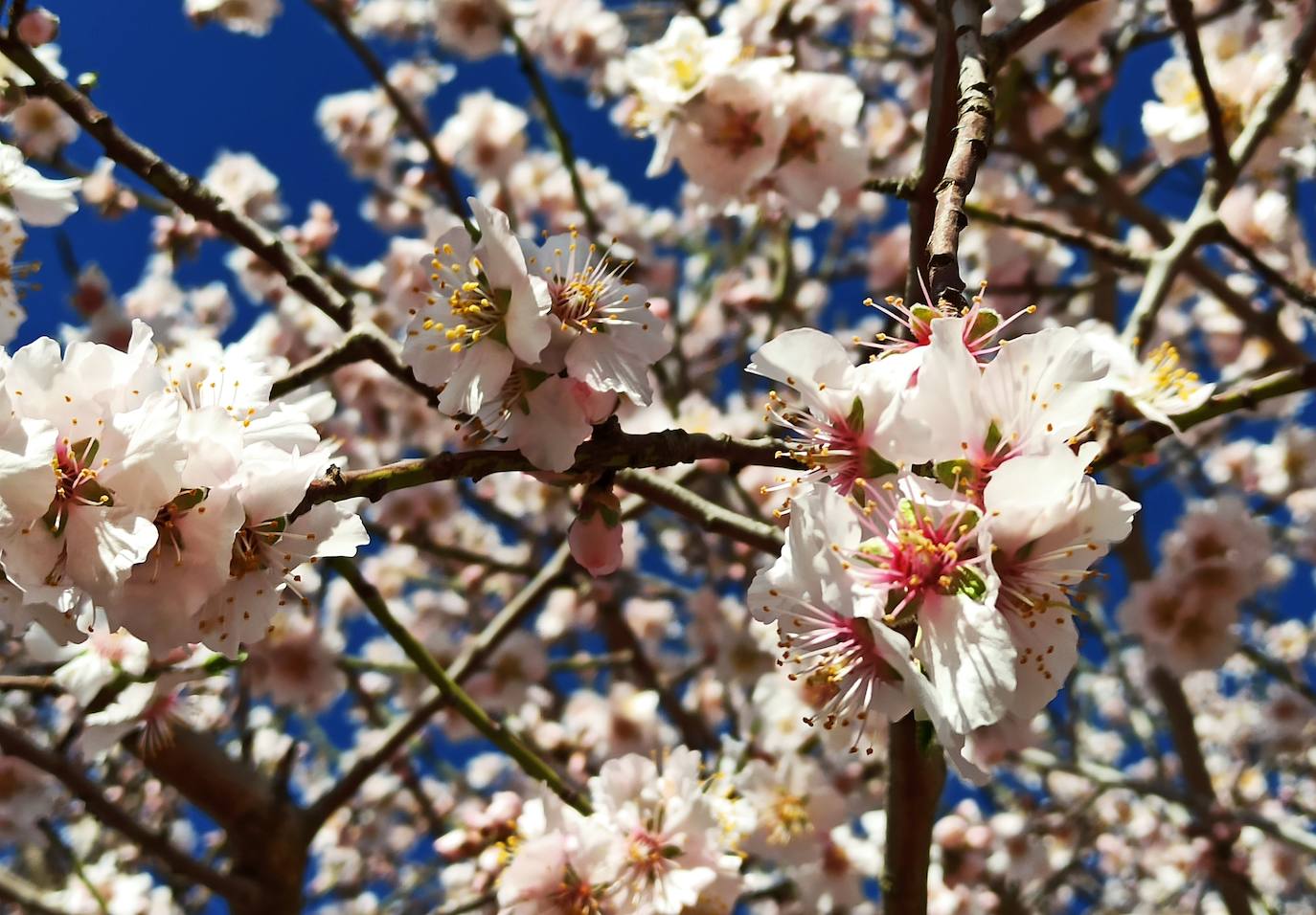 Fotos: Adelanto de la primavera en el Bierzo