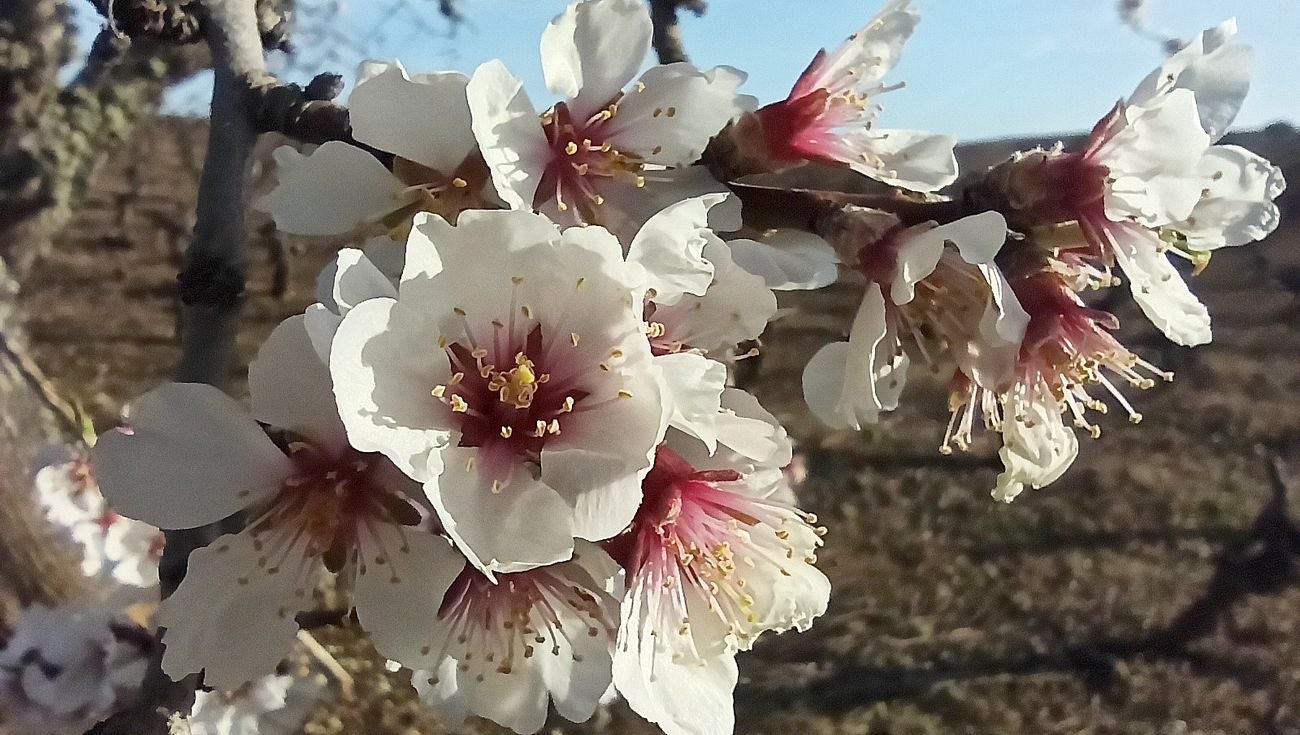 Viñedos, monte bajo y cerezos en flor unen todo su encanto en El Bierzo, que sin llegar a ser el valle del Jerte, ofrece imágenes únicas. 