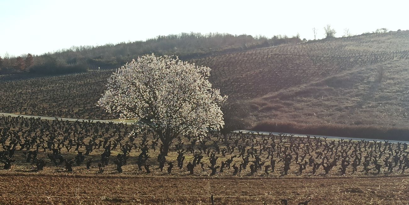 Viñedos, monte bajo y cerezos en flor unen todo su encanto en El Bierzo, que sin llegar a ser el valle del Jerte, ofrece imágenes únicas. 