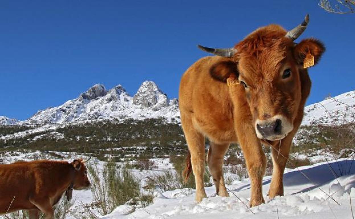 El intenso frío vuelve a colarse en la provincia ya a puertas de la primavera.