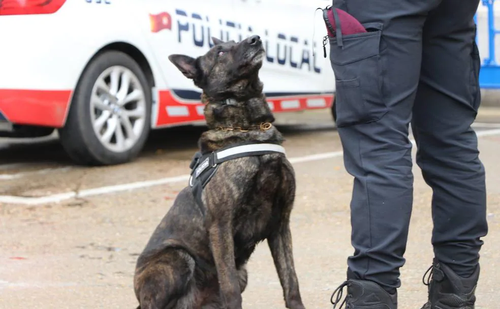 Bruja, perro policía de la Policía Local de León, experta en detección de sustancias estupefacientes, durante una entrevista y reportaje con leonoticias.